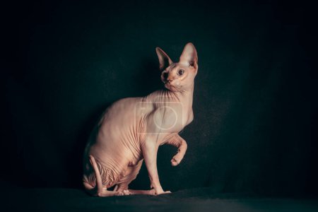 Téléchargez les photos : Portrait de chat sphinx rose sans poils de race pure couché sur velours noir sur un fond sombre - en image libre de droit