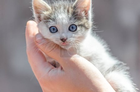 cuidado de mascotas de ojos azules gatito pequeño mestizo en las manos de los hombres