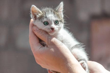 pet care green eyed  small mongrel kitten in the hands of men