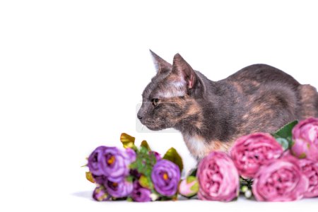 adult mongrel tricolor cat with closed eyes sniffing a bouquet of peonies