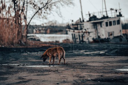 stray dog drinks water from a puddle near a damaged ship war in Ukraine with Russia