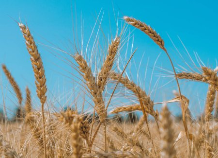 épillets de blé sur un champ dans une ferme sur fond de ciel bleu clair
