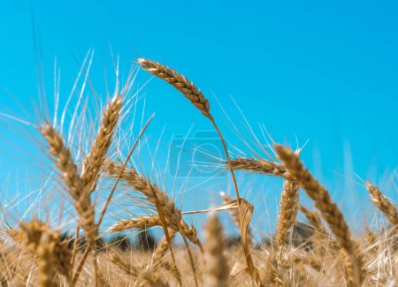 spikelets of wheat on a field on a farm against the backdrop of a clear blue sky