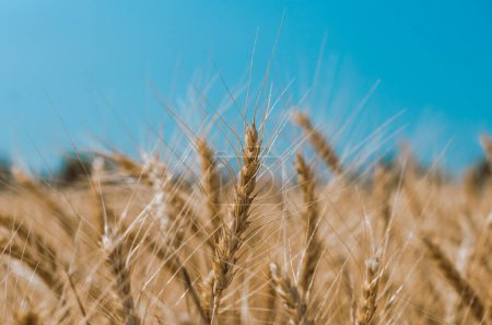 Weizenstacheln auf einem Feld auf einem Bauernhof vor dem Hintergrund eines klaren blauen Himmels
