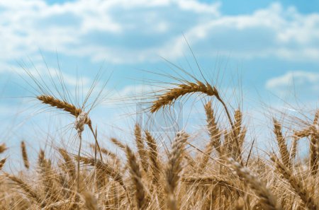 épillets de blé sur un champ sur une ferme contre un ciel bleu et des nuages blancs
