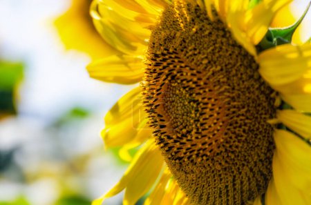 reife Sonnenblume mit gelben Blättern Nahaufnahme Bauernhof Hintergrund Ernte