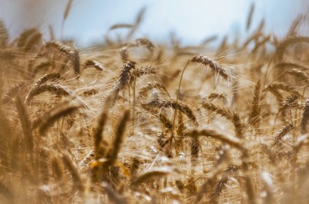 Stacheln von Weizen auf dem Feld Nahaufnahme Bauernhof Hintergrund