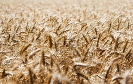 Stacheln von Weizen auf dem Feld Nahaufnahme Bauernhof Hintergrund