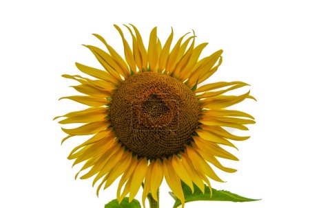 one isolated sunflower on white background closeup