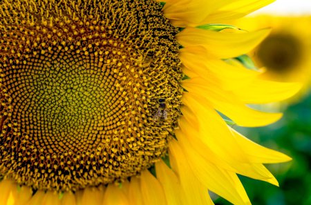 leuchtend gelbe Sonnenblume mit Biene