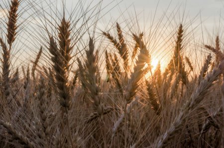 épillets de blé au coucher du soleil nature floue fond récolte