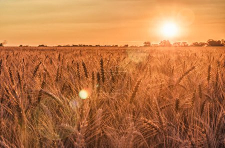 rye field at sunset mature ears on the sunset with sun flare