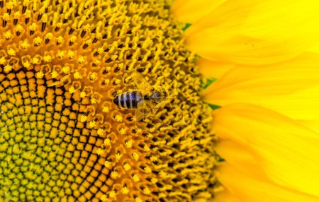 Photo for Bright yellow sunflower with a striped bee collecting pollen close-up - Royalty Free Image