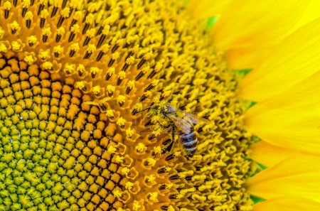 leuchtend gelbe Sonnenblume mit einer gestreiften Biene, die Pollen aus nächster Nähe sammelt