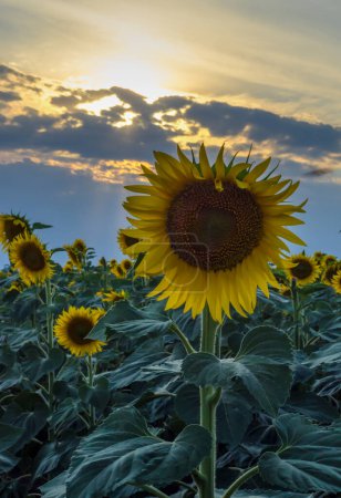 Sonnenblumenfeld mit einer großen Blume und Sonnenstrahlen in Wolken
