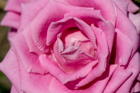 flor rosa brillante rosa primer plano macro
