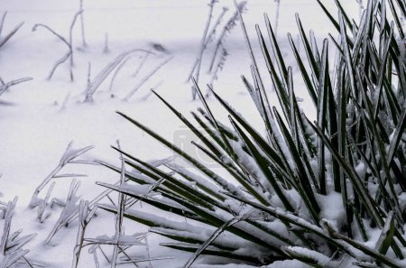 grüne Pflanze in Schnee und Eis