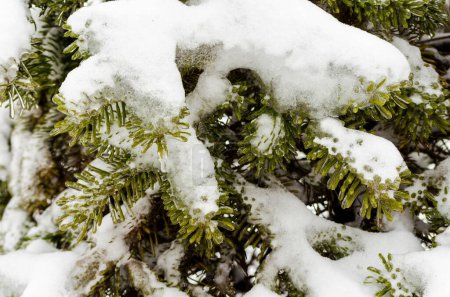 green spruce fir branches in white snow and ice