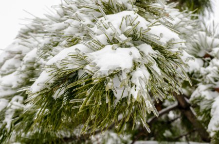 green pine tree branches in white snow and ice
