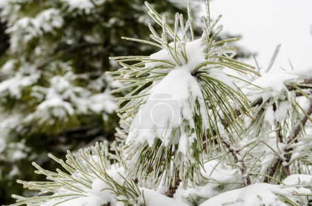 grüne Kiefernzweige in weißem Schnee und Eis