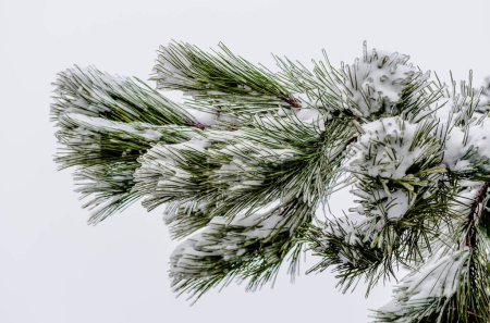Branche de pin dans la neige