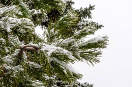 branches de pin vert dans la neige blanche et la glace
