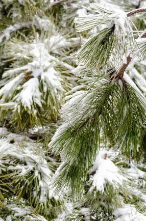 branches de pin vert dans la neige blanche et la glace
