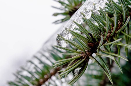 pine branch in the ice