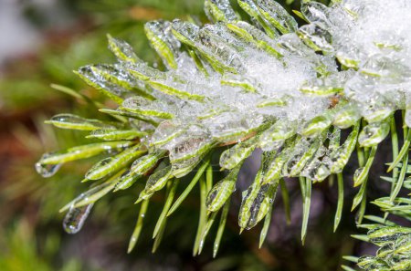 spring, icicles, melting ice, green fir branch in the ice with drop of melted snow close up