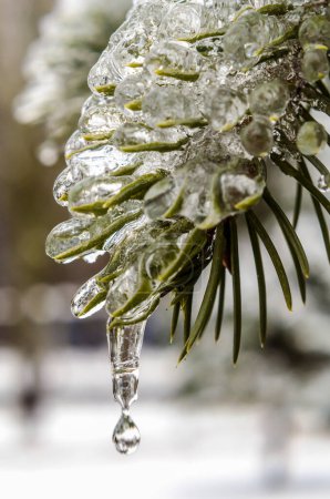 spring, icicles, melting ice, green fir branch in the ice with falling drop of melted snow close up