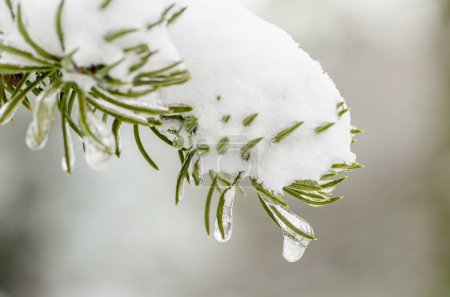 carámbanos, hielo derretido, rama de abeto verde nieve en el hielo con gotas de nieve derretida de cerca
