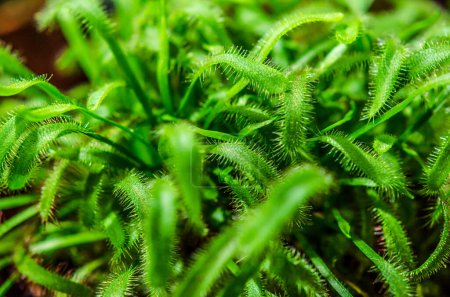 prey plant sundew macro closeup