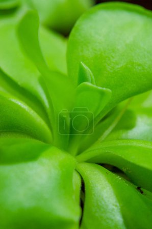 insectivorous plant pinguicula macro closeup