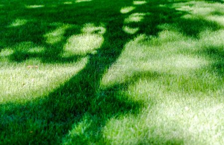 Rasen in einem Park mit grünem Gras und dem Schatten eines Baumes darauf