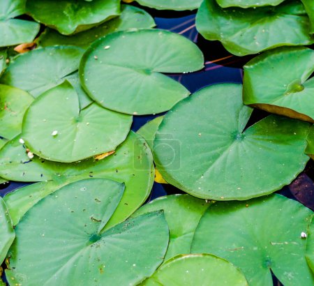 large green leaves of a plant water lily on water