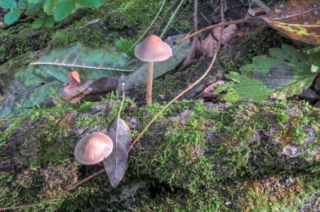 Pilze und Blätter auf einem Baum mit Moos in Nahaufnahme