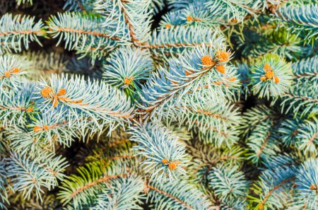 branches of spruce with green needles background