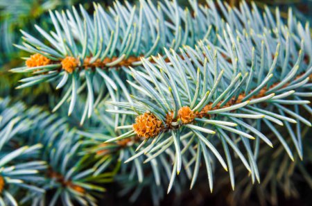 branches of spruce with green needles macro closeup