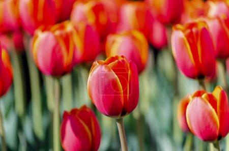 Photo for Big flower bed with red tulips close up - Royalty Free Image