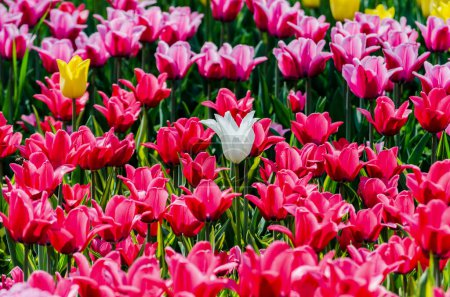 Photo for Large blooming flower bed with pink holland hybrid tulips - Royalty Free Image