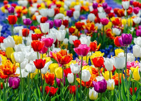 gran cama de flores en flor con tulipanes híbridos multicolores variados
