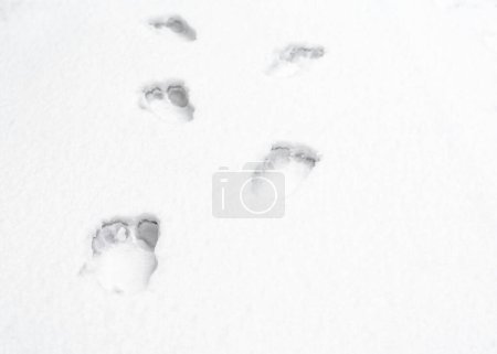 footprints of bare human feet on white snow close up