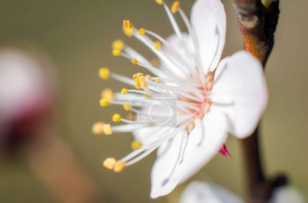 flor flor blanca macro natural primavera fondo
