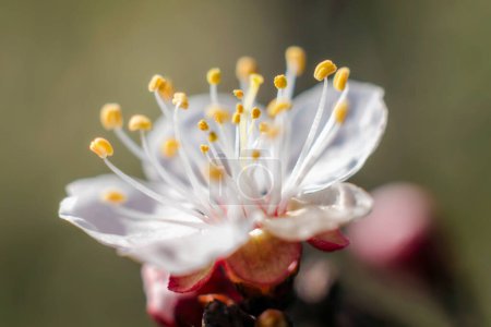 blühende weiße Blume Makro natürlichen Frühling Hintergrund Nahaufnahme