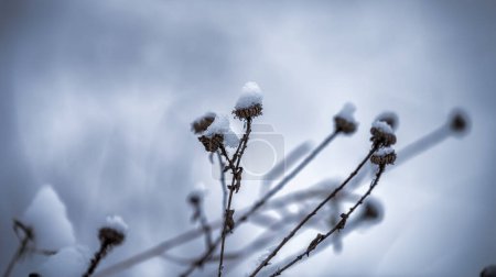 Téléchargez les photos : Fleurs sèches dans la neige gros plan - en image libre de droit