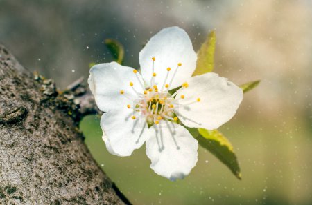 macro photo of a white wild apple tree flower in the sunlight with specks of dust