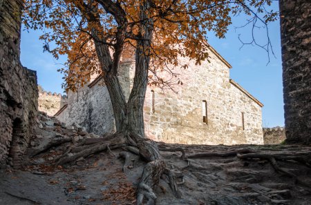 gran casa de piedra vieja y árbol con raíces en Tiflis Georgia en otoño

