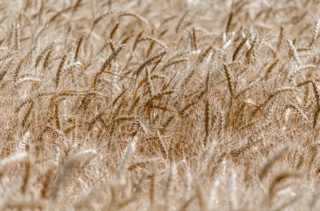 Weizen-Stachelmuster auf dem Feld