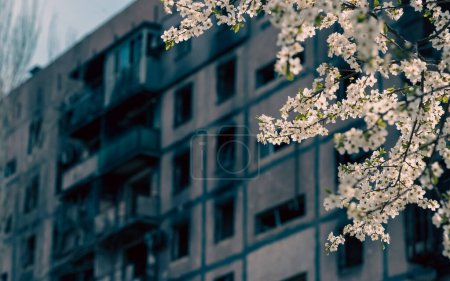 Blühen und Wiederbeleben weißer Blumen vor dem Hintergrund zerstörter und niedergebrannter Häuser in der Stadt der Ukraine