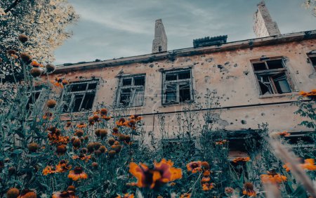 fresh natural flowers against the background of destroyed burnt houses war in Ukraine with Russia